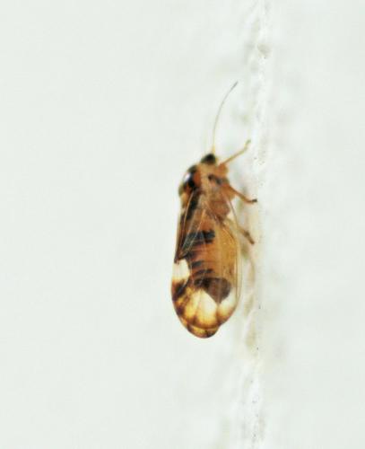 Réf. 313 106 : Psyllopsis sp.